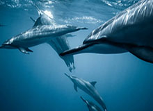 张帅横扫对手 取得广州国际女子网球公开赛开门红